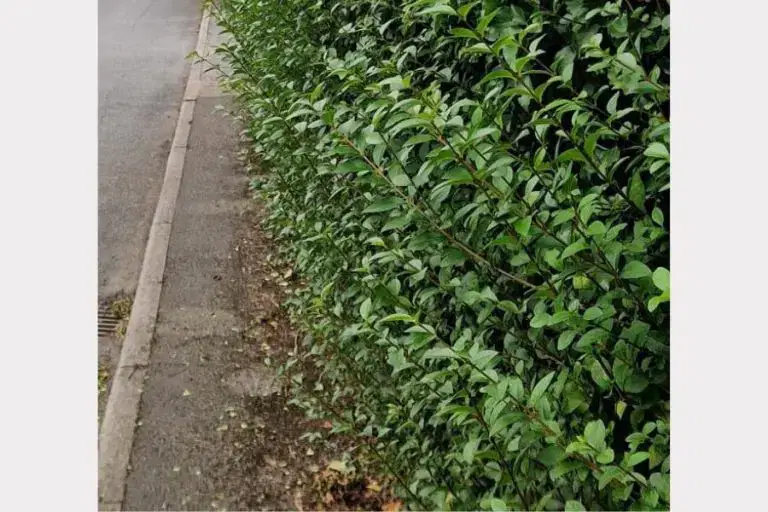 Friendly Request to Keep Wilmslow Pavements Clear