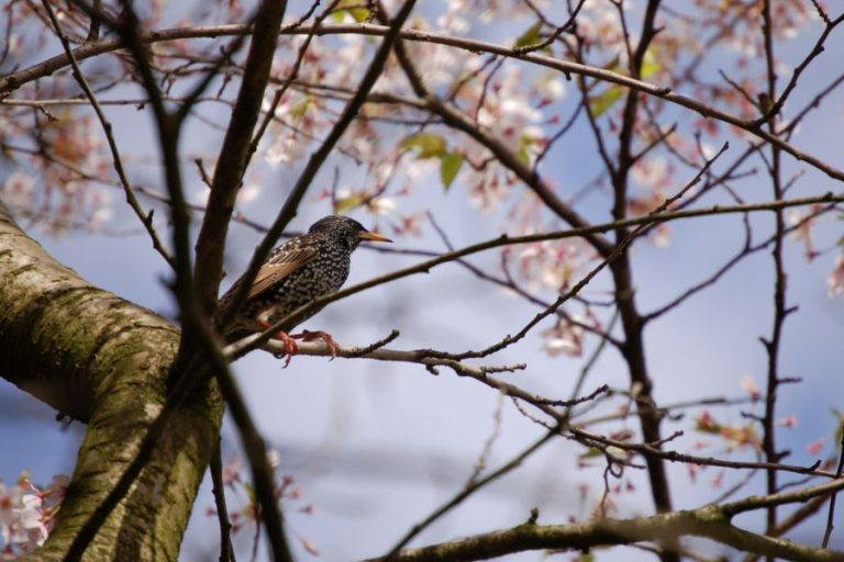Trafford’s Trees Have Been Pruned Ready for Nesting Season