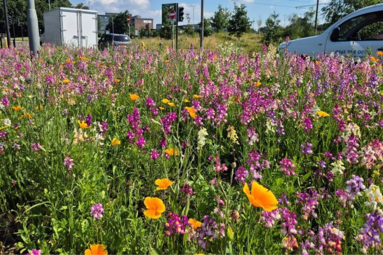 Wildflowers Bloom at Trafford Park’s Honey Bee Highway